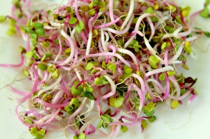 301+CHINA ROSE RADISH Seeds Organic Mild Sweet Microgreens Vegetable Garden Easy