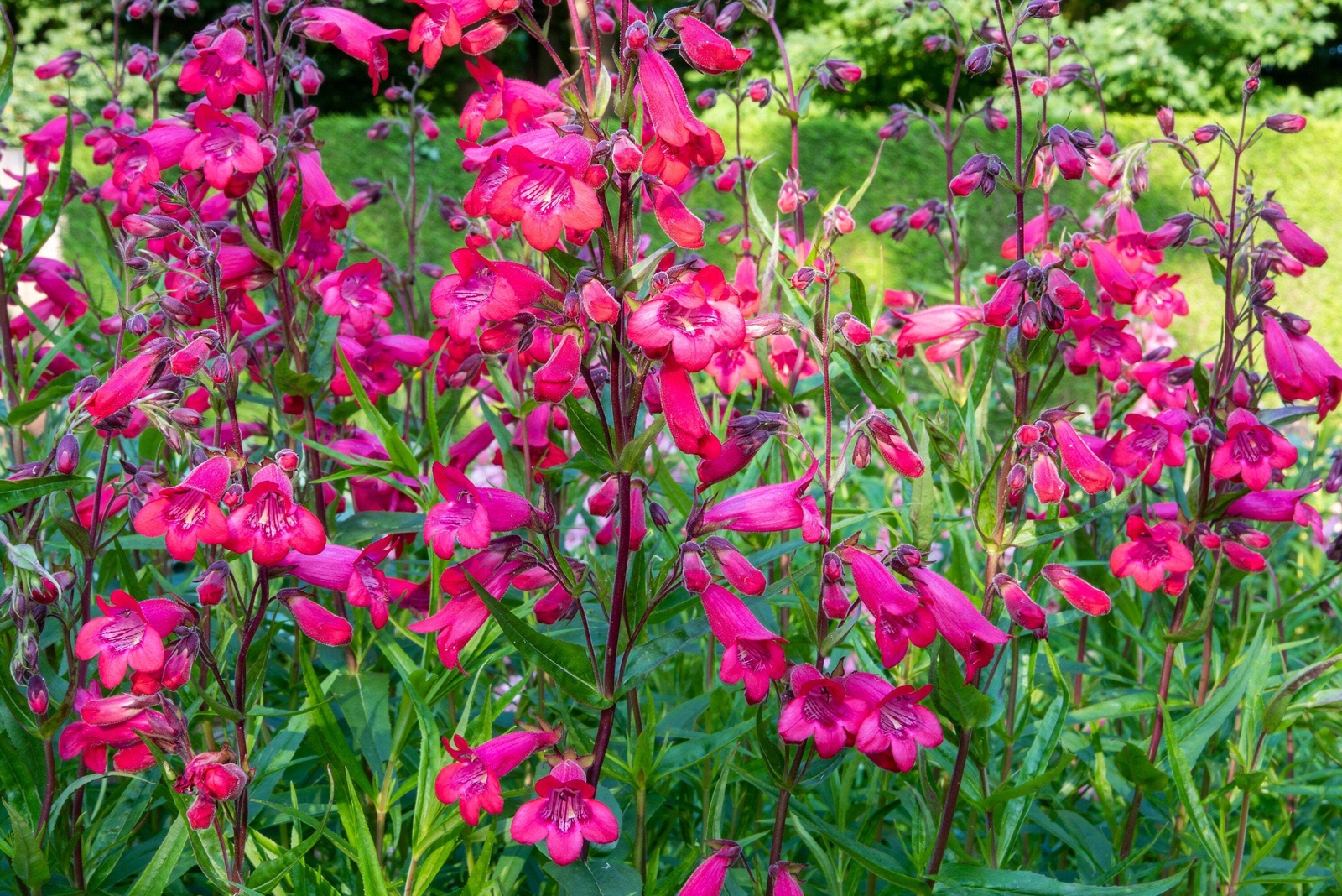 100 SENSATION MIX PENSTEMON Hartwegii Beardtongue Mixed Colors Flower Seeds