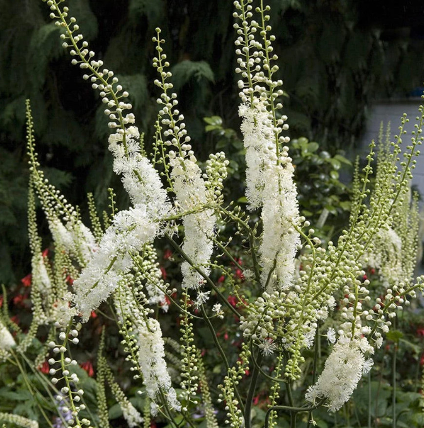 Black Cohosh – 5 Live Root Systems – No Ship to AK, HI & P.R.