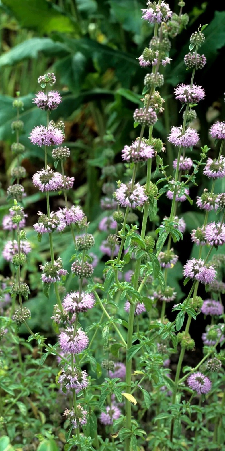 Pennyroyal (Mentha Pulegium) SEEDS