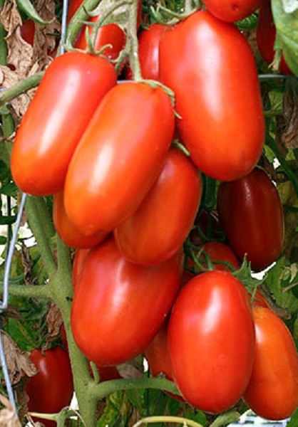 MPB#6 Tomato Seeds La Roma III Hybrid Tomato Seeds Pick 25 To 250 Seeds