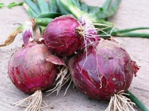 25 FRESH RED BURGANDY ONION SEEDS FREE USA SHIPPING