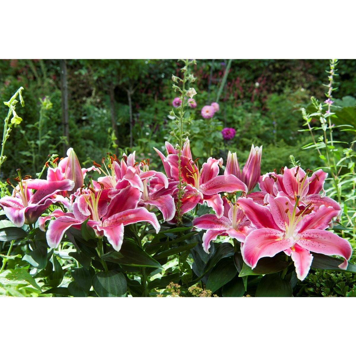 (1) Stargazer Oriental Lily Bulb