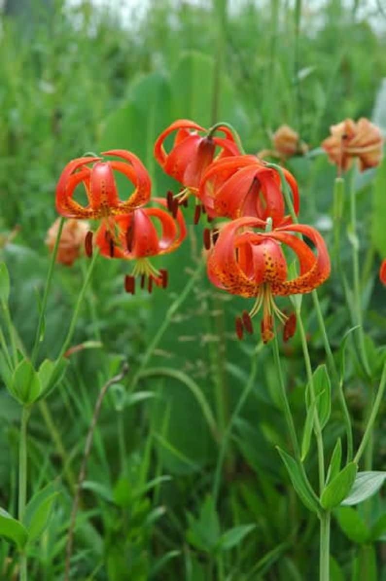 1 Chinese Tiger Lily Lilium-Tiger Lily-Turk’s Cap Perennial Live Rooted Plant