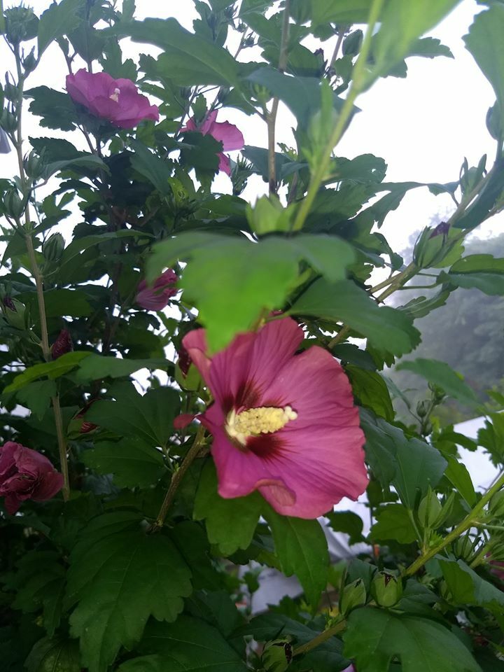 75+ Pink, Purple and White Rose of Sharon Seeds (Hibiscus syriacus, Aphr Althea)
