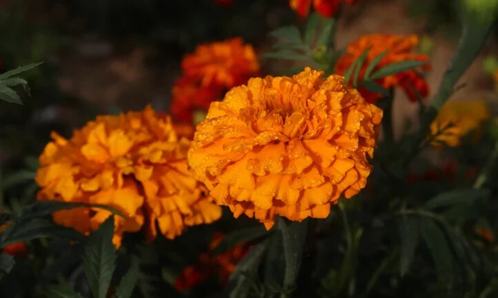 25+ Southern Cone Marigold Seeds for Garden Planting – USA – FREE SHIPPING!