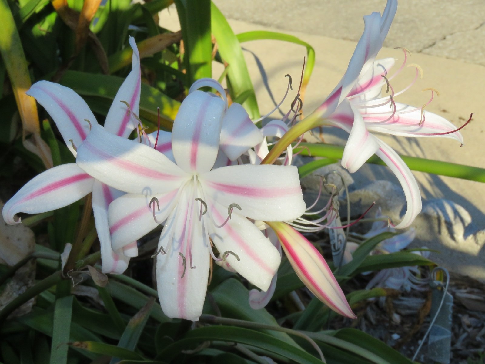 Crinum Lily, Marcelle Sheppard, medium-size bulb, NEW, rare, petite