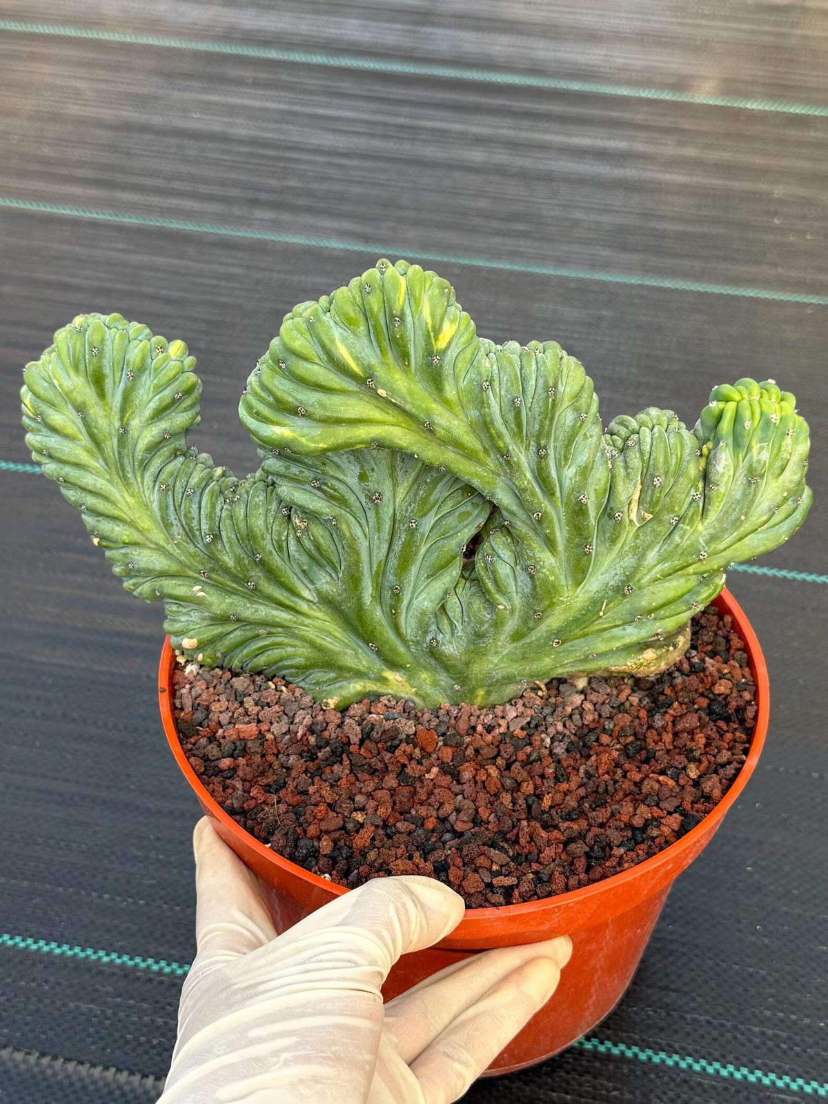 Variegated Crested Blue Myrtle Cactus – Rare Fan-Shaped Specimen | Collector’s P