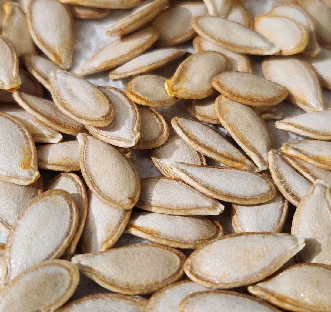 25+ Heirloom SEMINOLE PUMPKIN Seeds Florida Grown – Resistant To Vine Borer