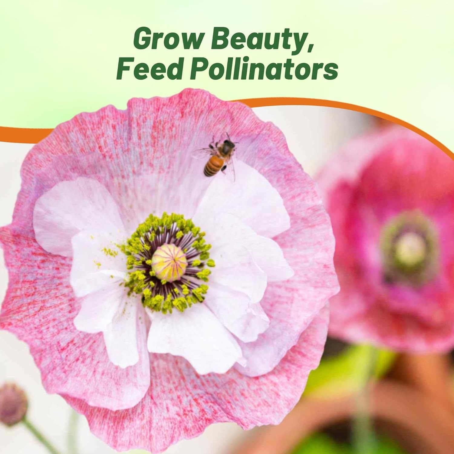 500 Seeds Papaver Rhoeas Mother of Pearl Poppy Flower Seed Mixture