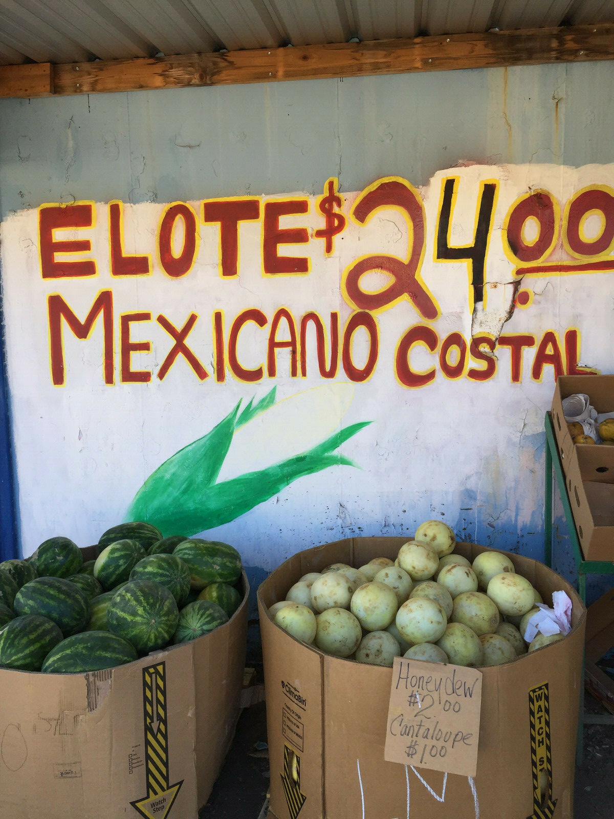 Elote Blanco Mexicano Maiz Elotero Big White Mexican Corn-on-the-Cob 150 SEEDS