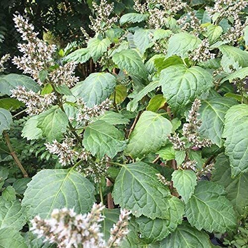 SAVOIR Patchouli Seeds (Pogostemon cablin) Packet of 100 Seeds