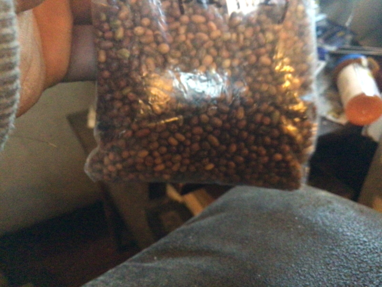 Siberian Peashrub Seeds ((Caragana Arborescens))
