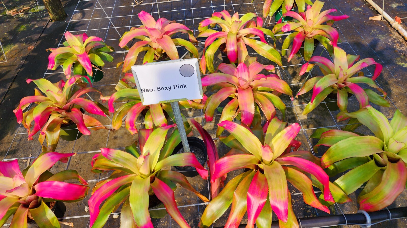 Neoregelia Sexy Pink 6″ pot