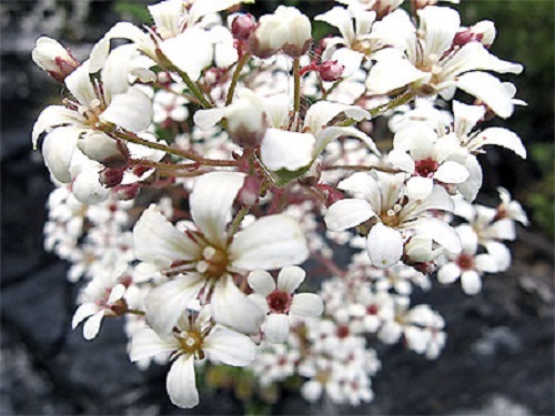 75+ PURE WHITE SAXIFRAGA “SPRING SNOW” FLOWER SEEDS / EVERGREEN PERENNIAL / GIFT