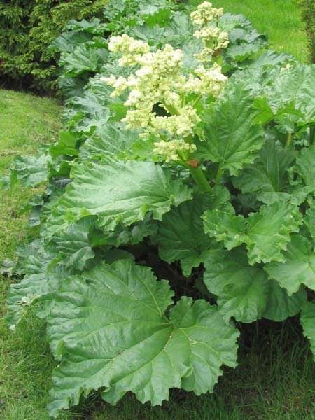 Victoria Rhubarb, Rheum rhabarbarum “Victoria”, Seeds (Edible)