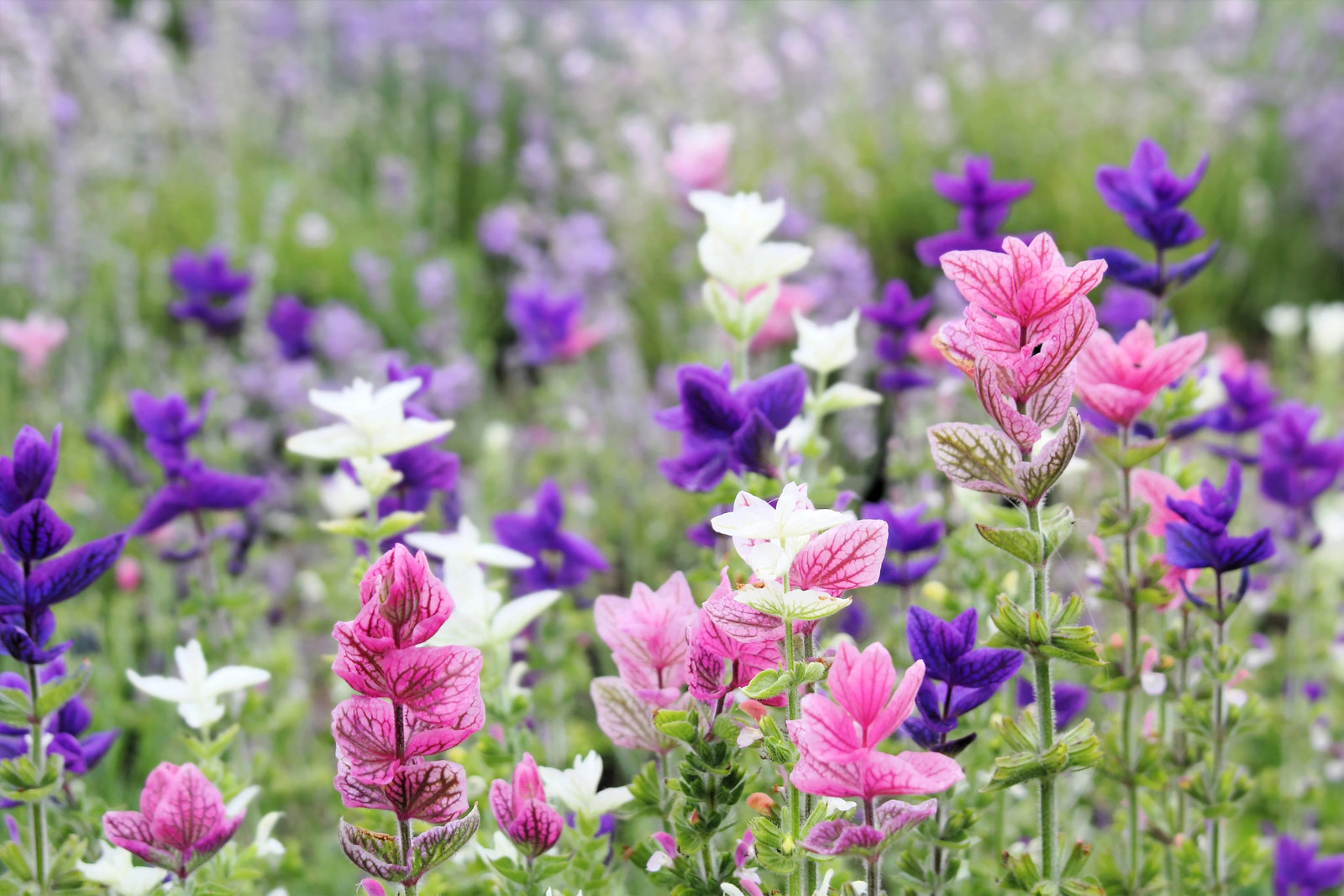 75 TRICOLOR CLARY SAGE Mix Blue Pink Salvia Viridis Horminum Herb Flower Seeds