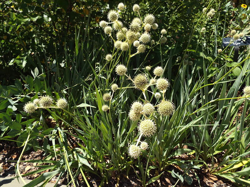 Eryngium yuccifolium RATTLESNAKE MASTER Flower Seeds!