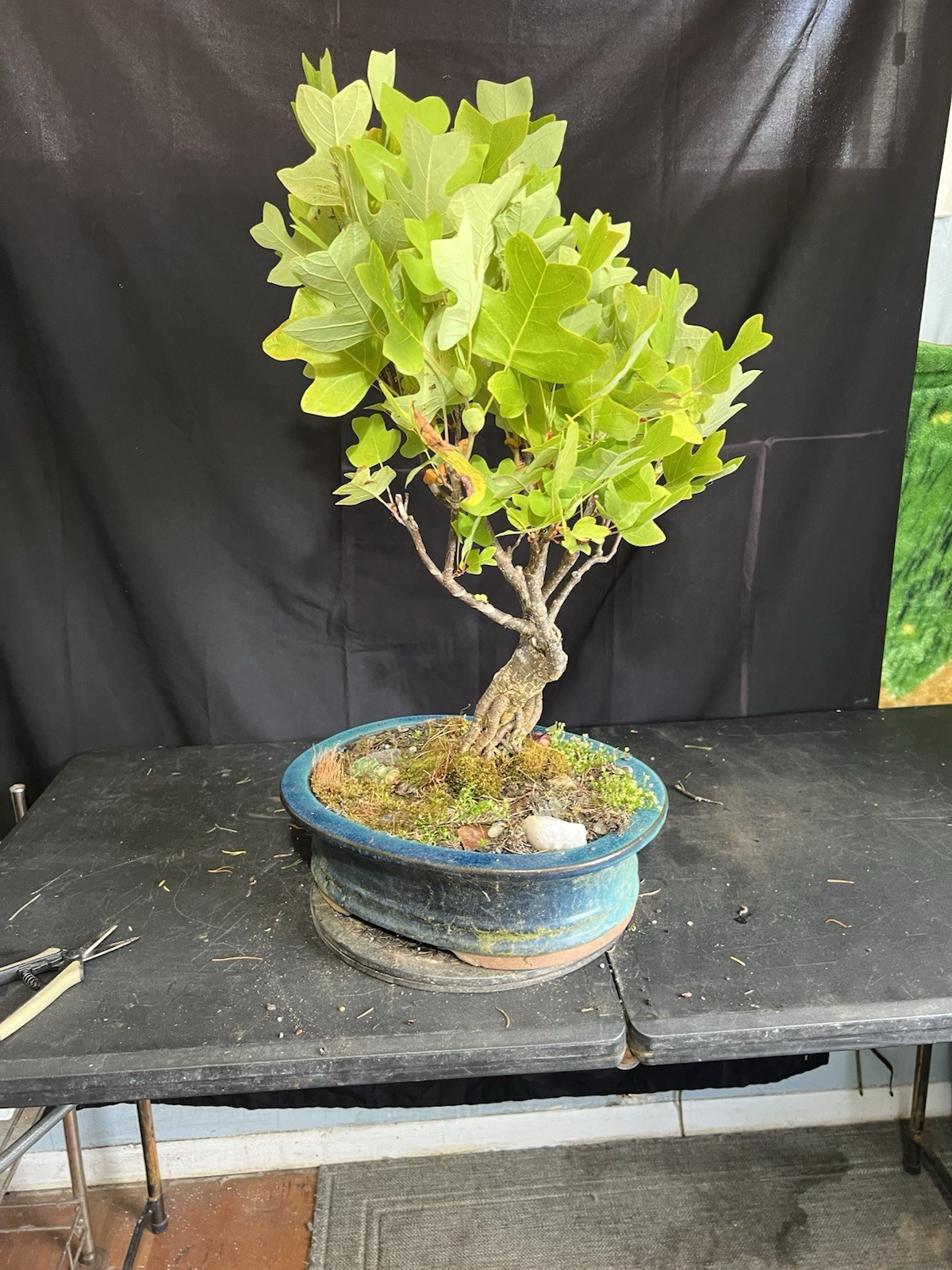 20 Year Old Seed Grown Tulip Poplar