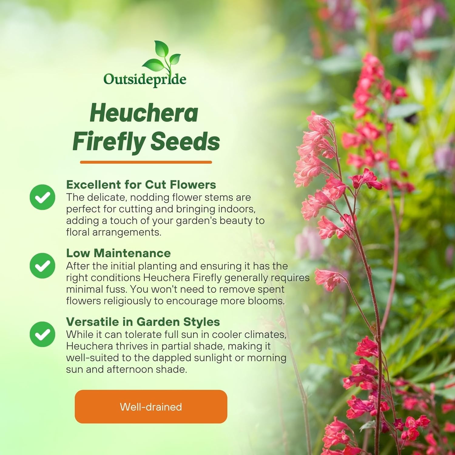 5000 Seeds Heuchera Firefly Seeds – Coral Bells Firefly Flower Seed