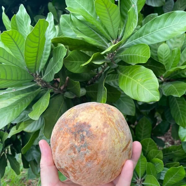 Cinnamon Apple Fruit (Pouteria hypoglauca)- 3 cuttings, no roots