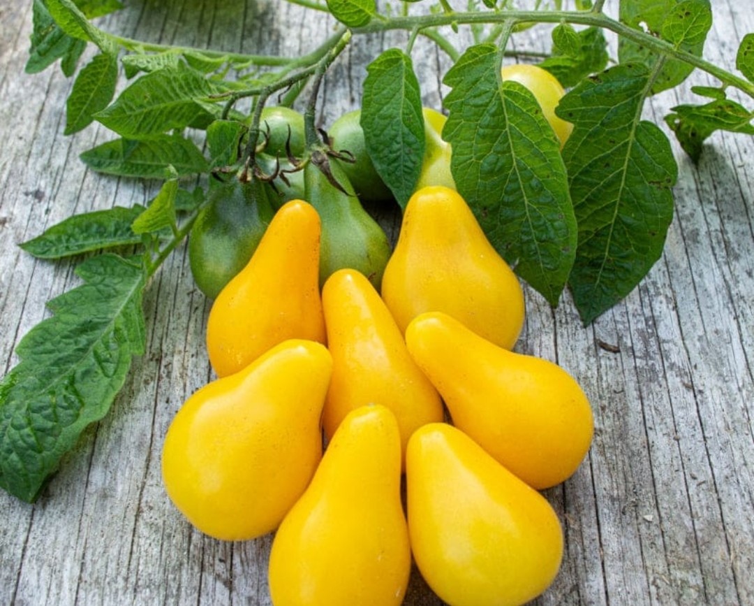 20+ YELLOW PEAR TOMATO SEEDS ORGANIC NON GMO 2025 HARVEST