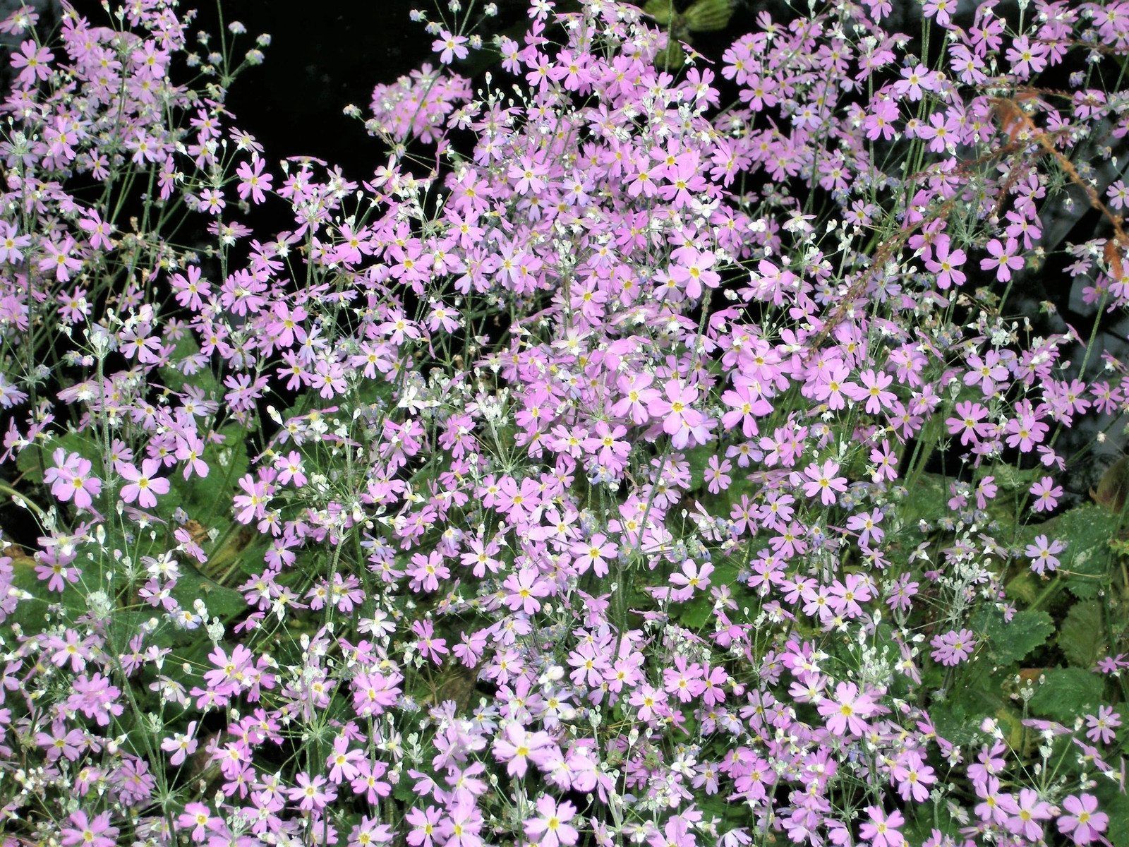 100 PINK FAIRY PRIMROSE Primula Malacoides Baby Primrose Shade Houseplant