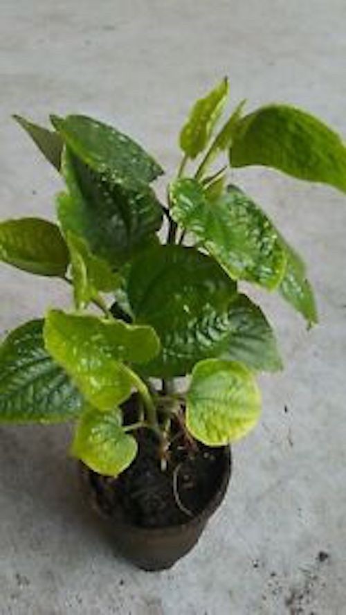 Vietnamese BBQ Leaf – La Lot – Wild Betal Leaf – in 3.5″ Pot or 7 plants