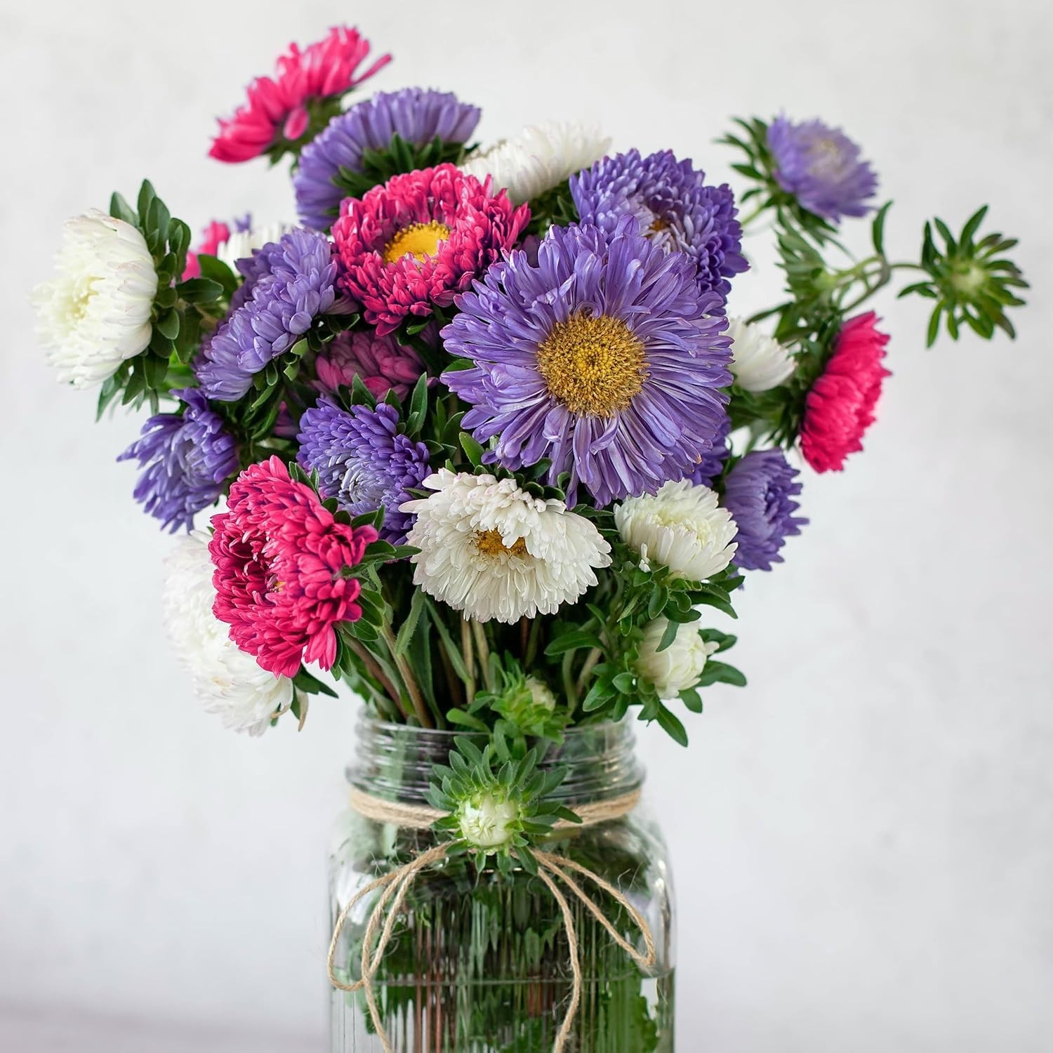 Aster Seeds Powderpuff Mix – 360 Non-GMO Flower Seeds for Vibrant Blooms