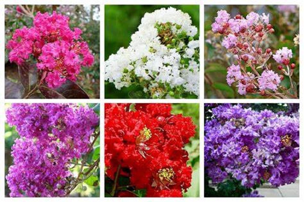 15 Assorted Color Crepe Myrtle Seeds