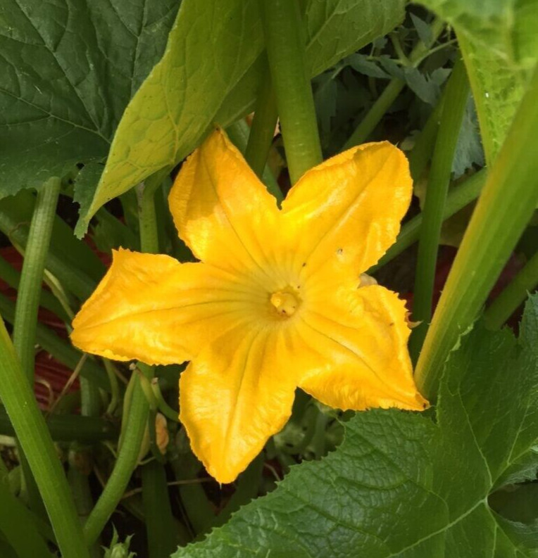 20 Fresh Golden Zucchini Premium Summer Squash Seed-A 31