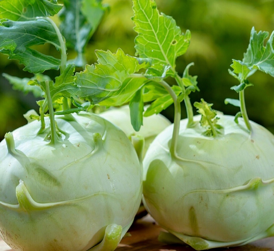 Superschmelz Giant White Kohlrabi Seeds – Heirloom Non-GMO Seeds