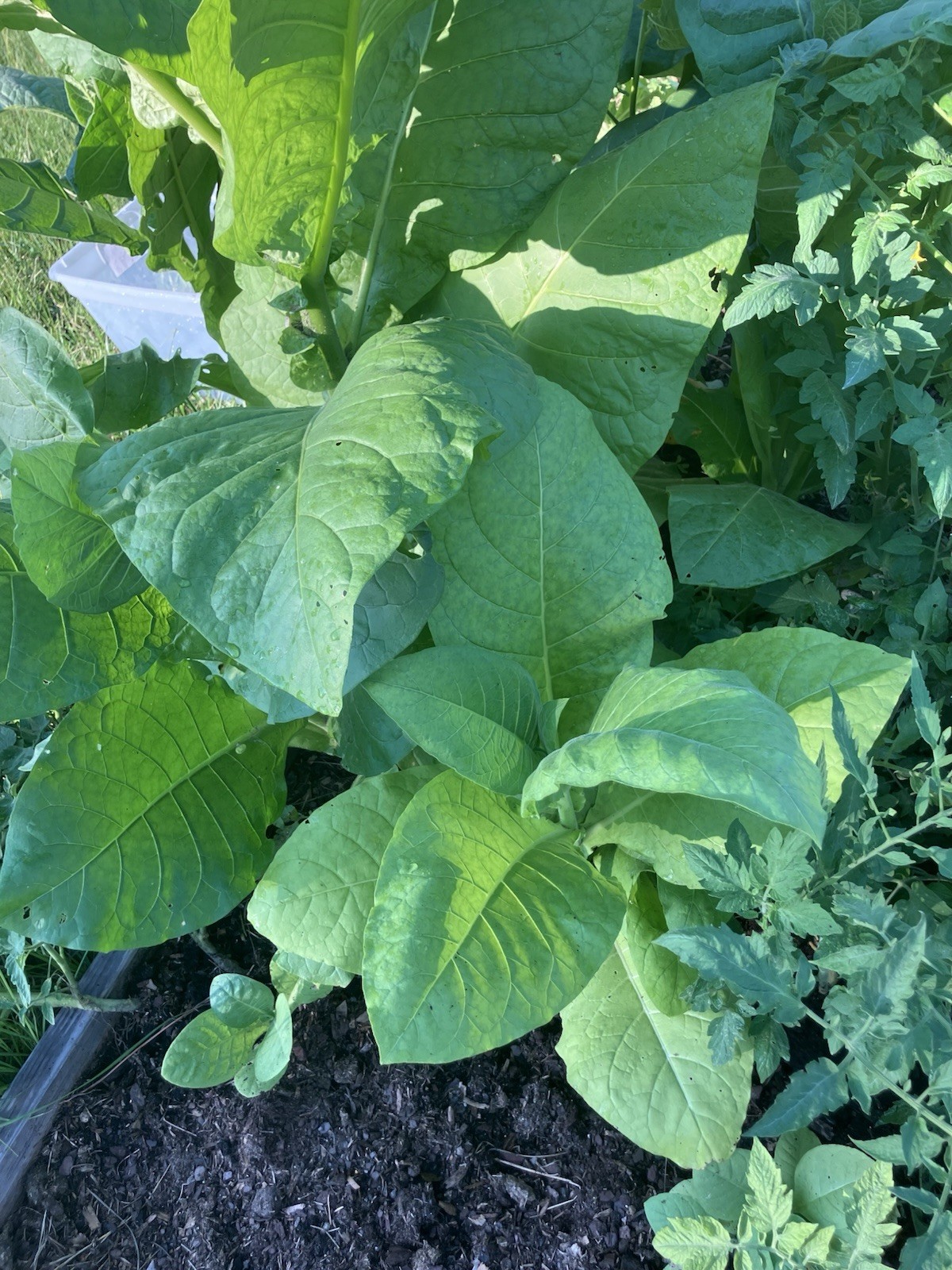 Virgina Gold Tobacco Seeds 3rd Generation Heirlooms with compost tea bags