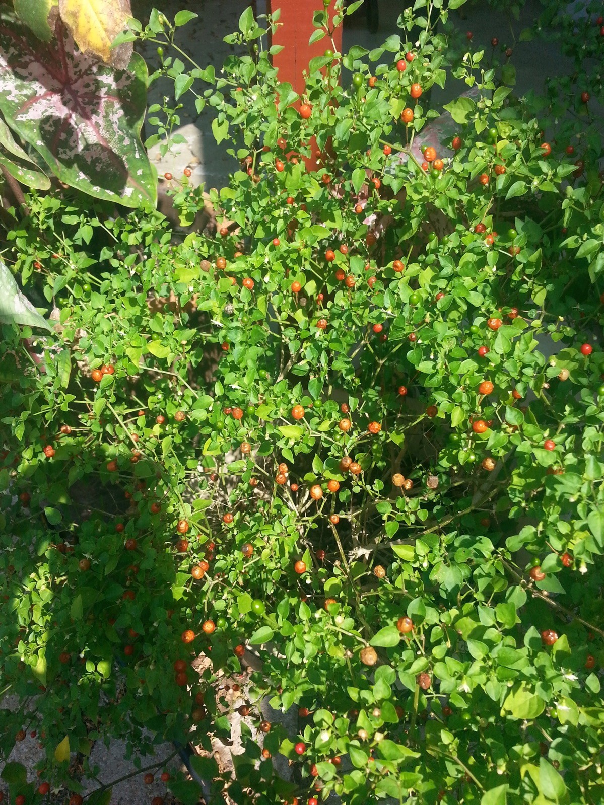 CHILE PEQUIN/TEPIN/PETIN,,,HOT HOT PEPPER, CAPSICUM ANNUUM, 50 FRSH HOMEGRWN SDS