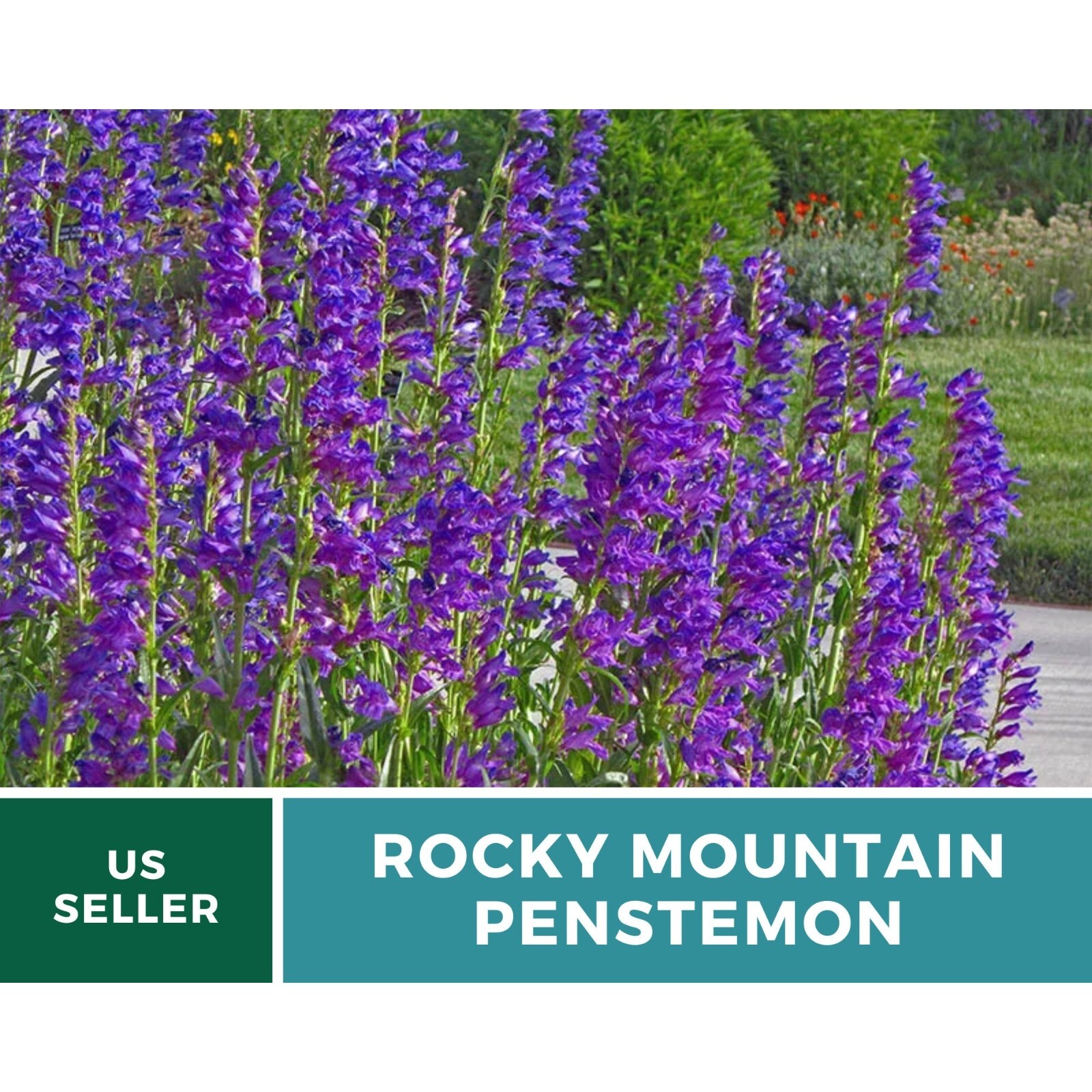 Penstemon, Rocky Mountain – 100 seeds – Heirloom Flower – Attracts Pollinators (