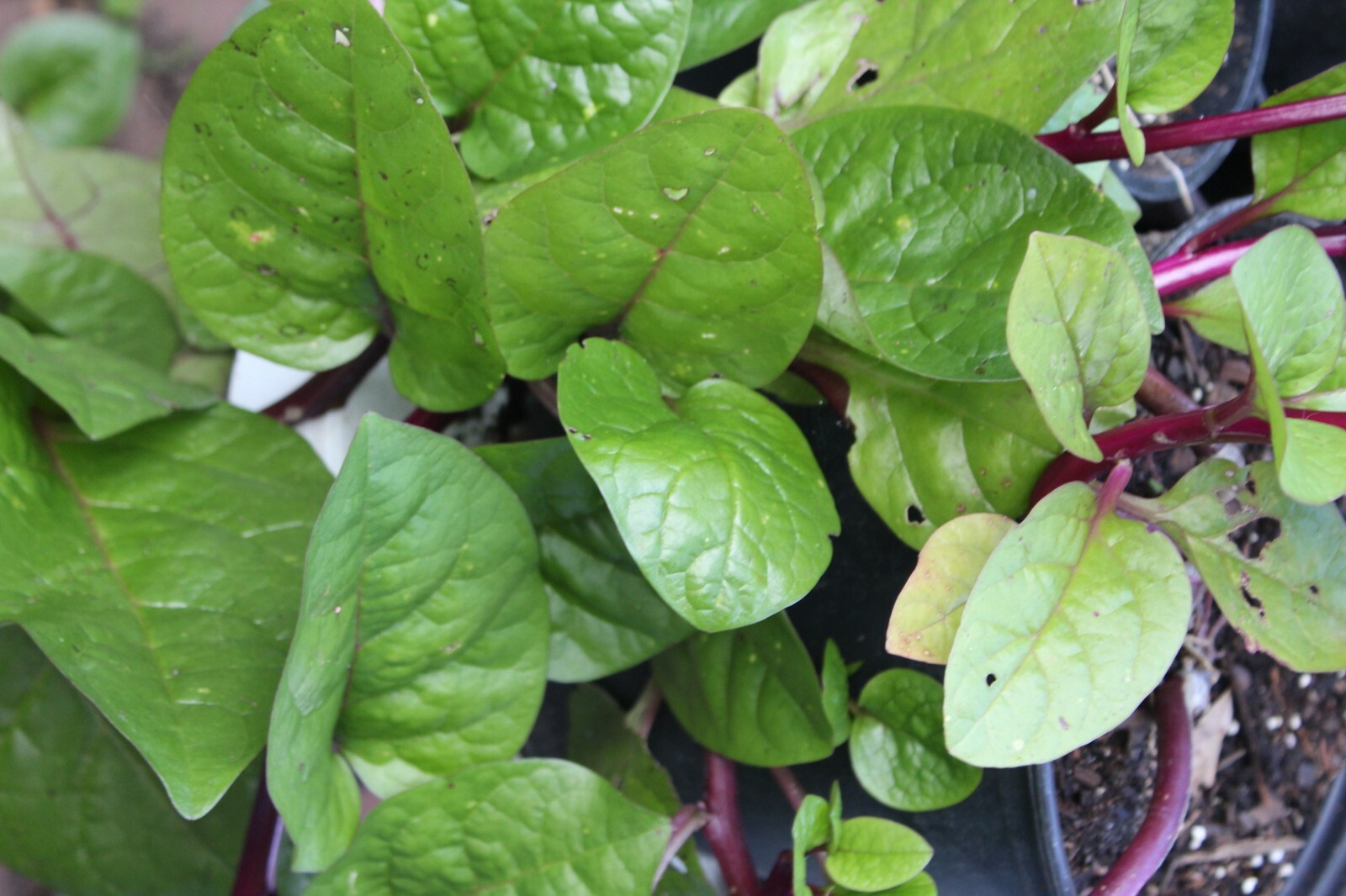 Basella rubra 20 seeds Indian Malabar Spinach -Seed Pack- Read Description