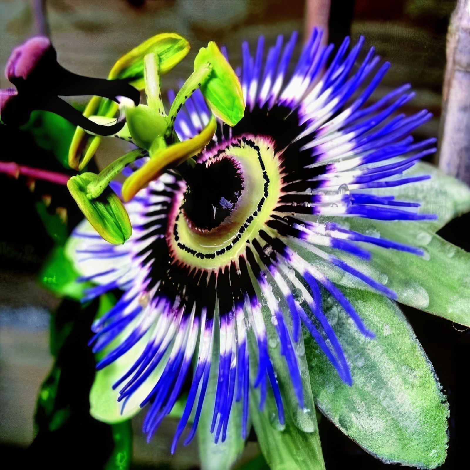 BLUE PASSION FLOWER SEEDS Climber Vine Fruit Plant Hummingbirds & Butterflies!