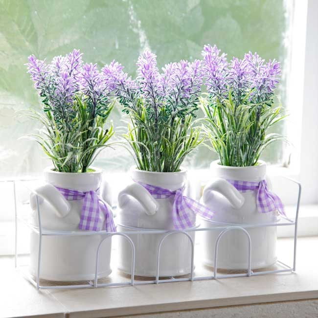 Vera Lavender Seeds | Sweet English Perennial Flower Purple Aromatherapy Seed