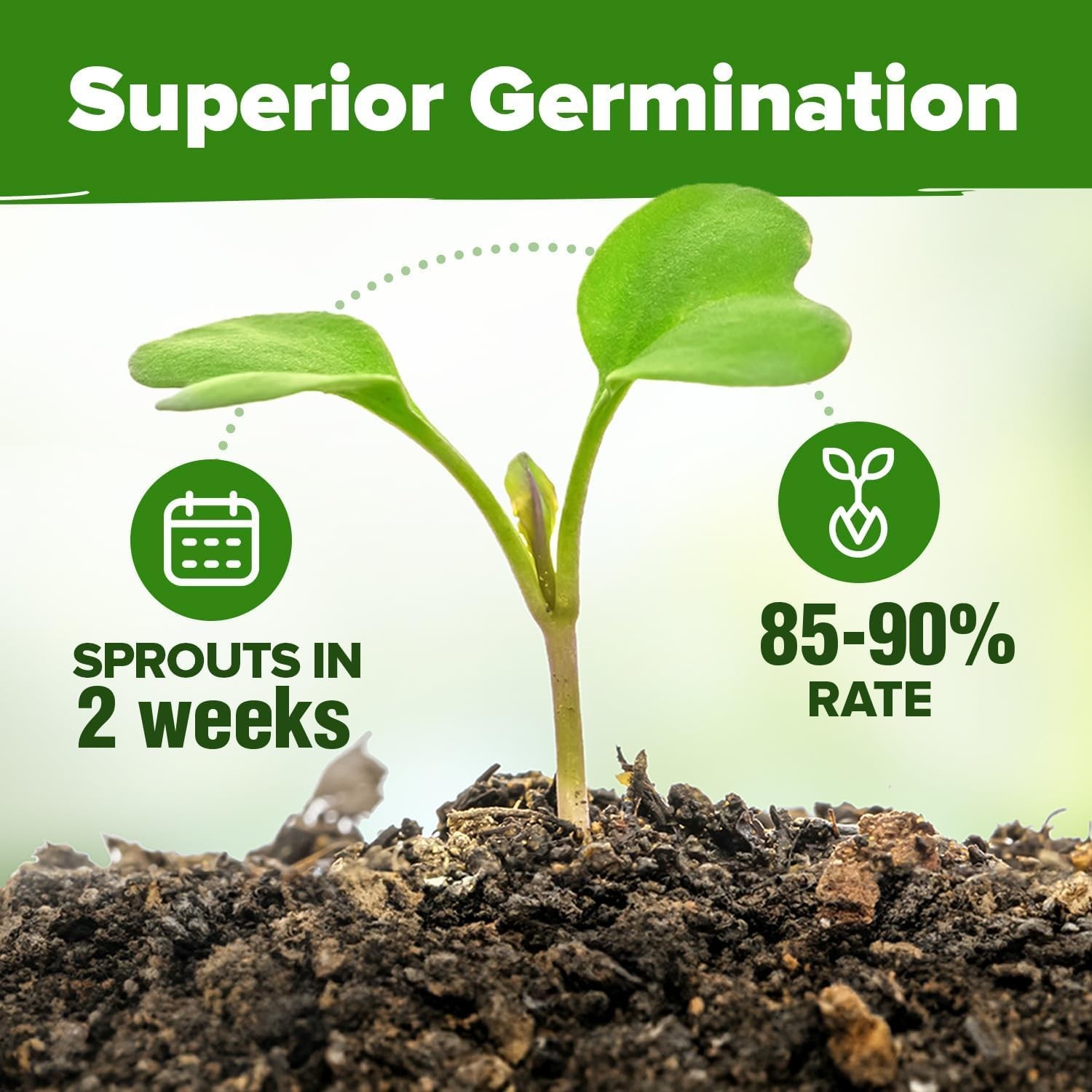Organic Herb Seeds Variety Pack – Non GMO, Heirloom 2,500+ High-Germinating H…