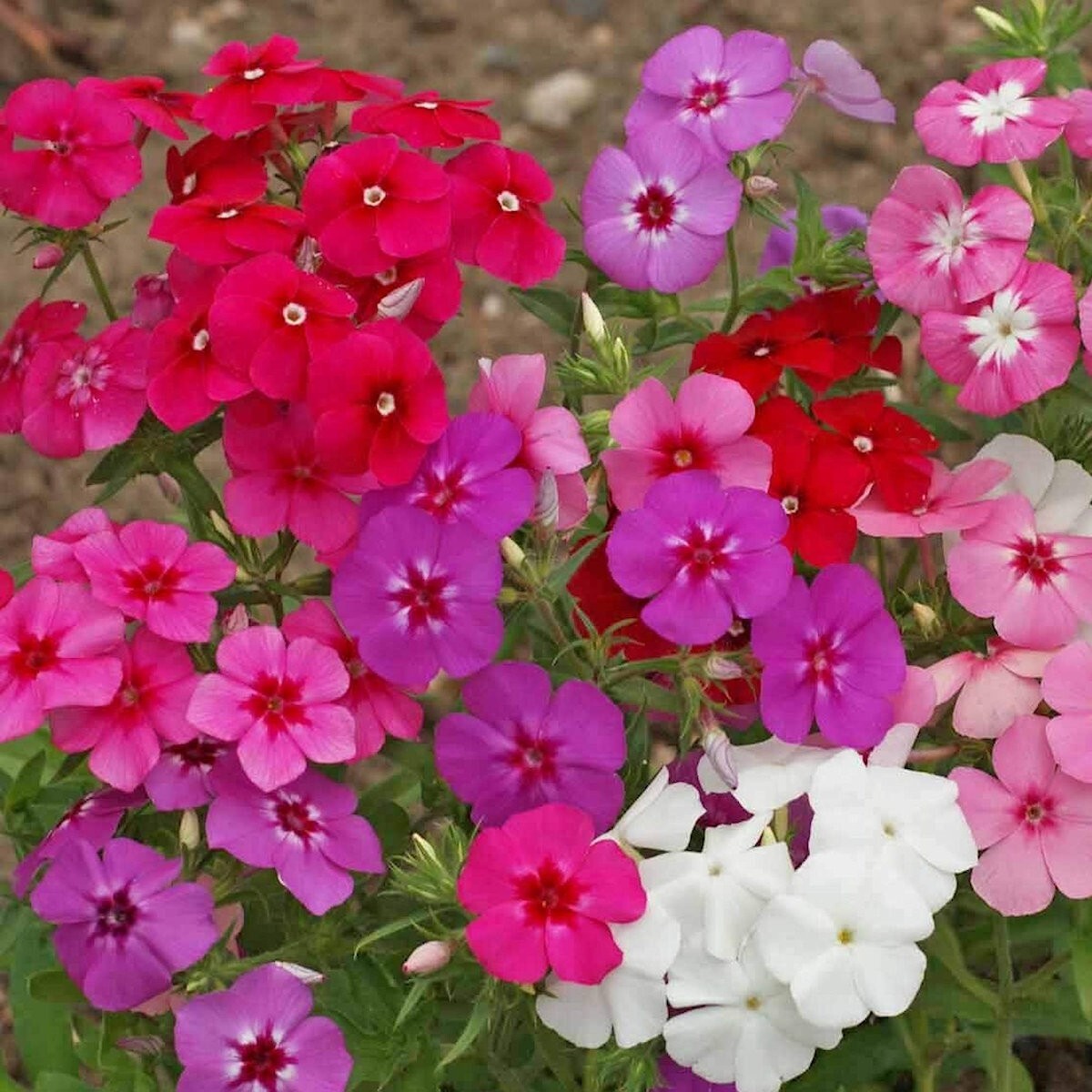 1000 Mixed Annual Phlox Wildflower Seeds – Everwilde Farms Mylar Seed Packet
