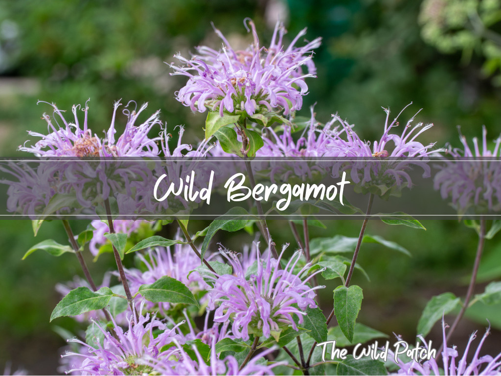 WILD BERGAMOT (Bee Balm, Monarda) – 500 seeds – A hummingbird magnet