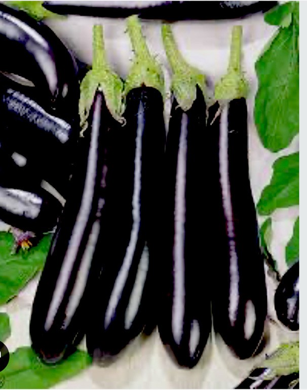 15 Packets Asian/Indian Vegetables SEEDS. Bittermelon, spinach , Okra and more!