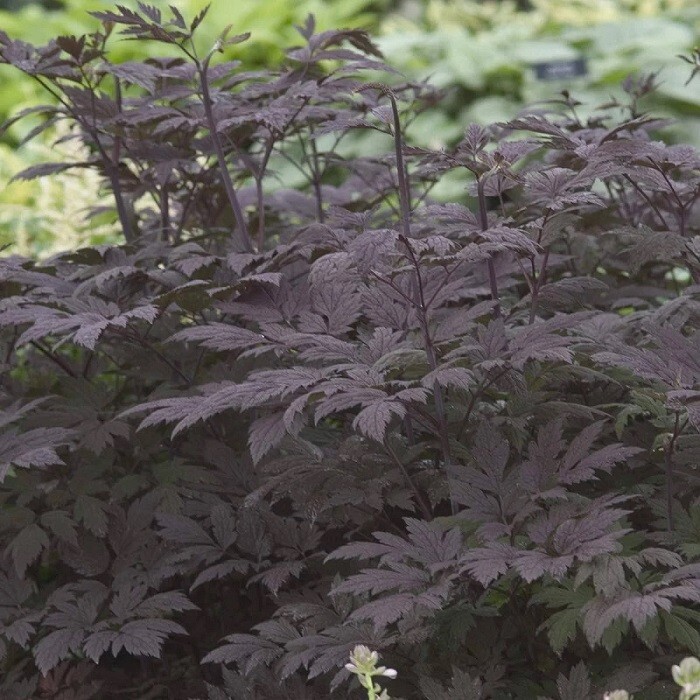 Actaea simplex Cimicifuga racemosa Atropurpurea 10 seeds