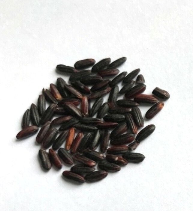 Seeds (50 | 100 | 200) Heirloom Black Asian Rice Plant Organic Oryza sativa