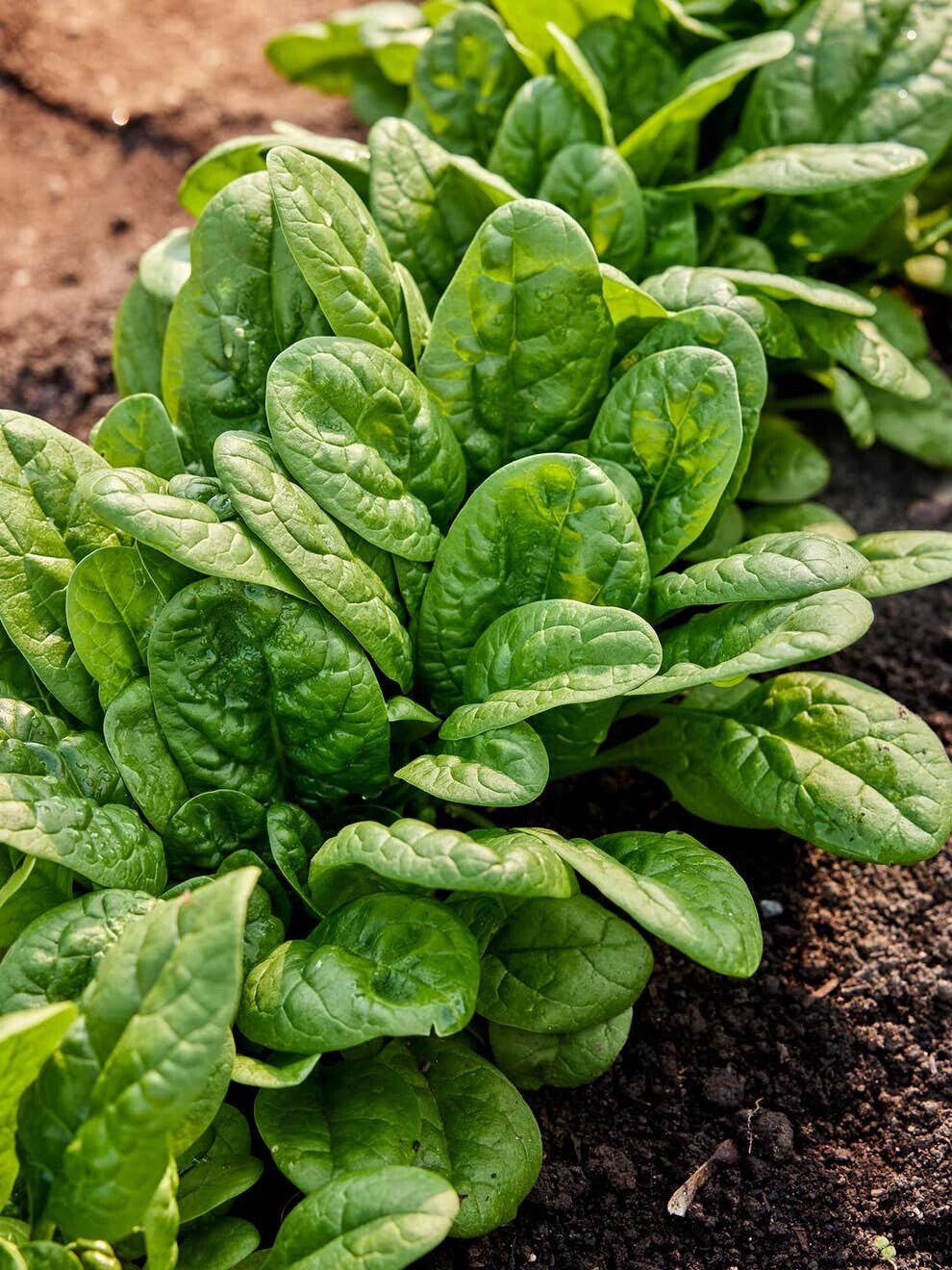 Long Standing Bloomsdale Spinach 150+Seeds. Non-GMO~Heirloom~Organic. USA.