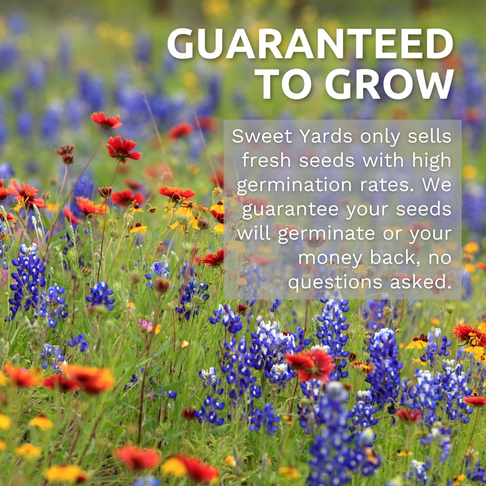 Crazy Blend Zinnia Seeds – 15,000 Flower Seeds for Planting – Bulk 1/4 lb Pouch