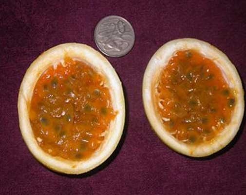 Passiflora edulis hybrid Mikes Choice | Passion Flower Vine | 5_Seeds