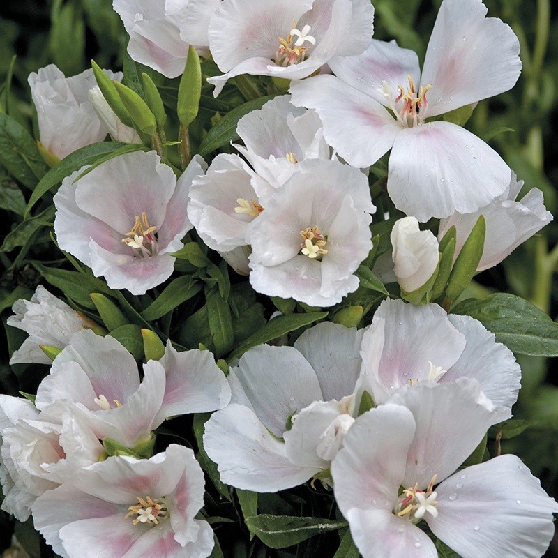 50+ Clarkia White Flower Seeds / Reseeding Annual / Godetia