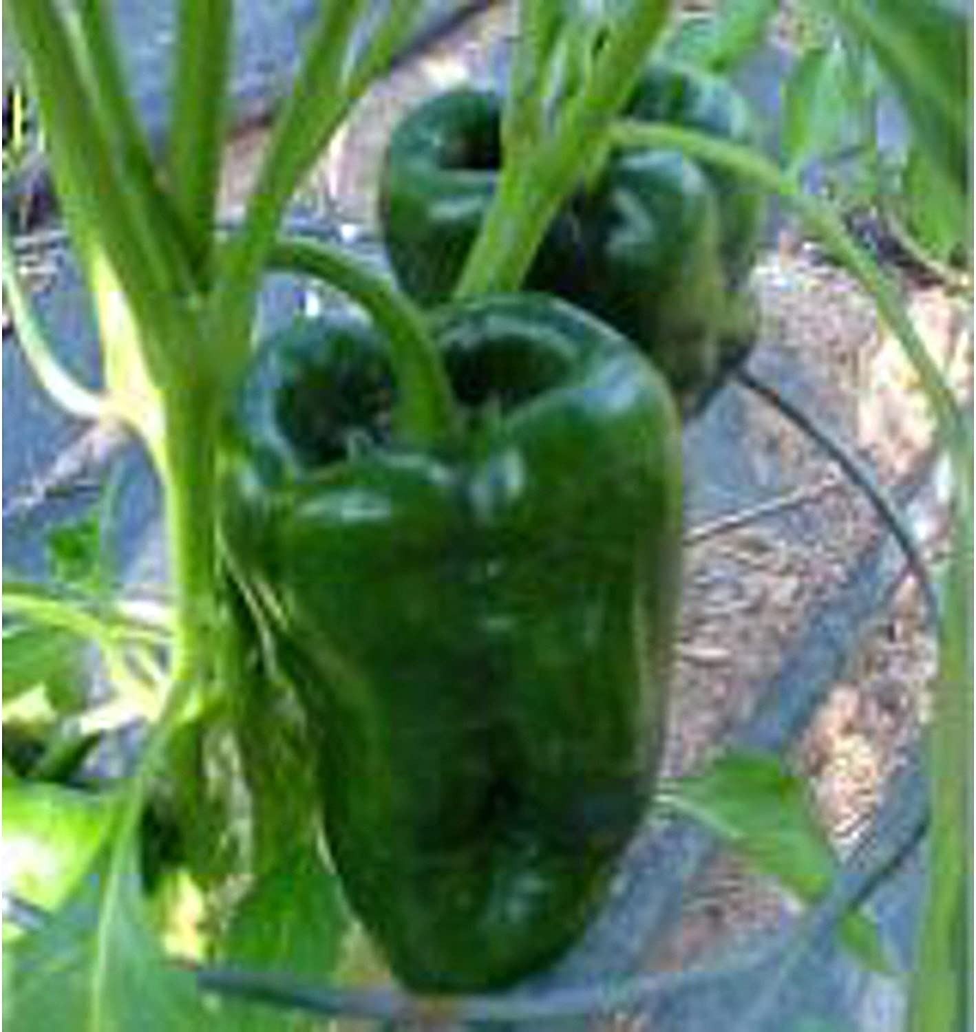 Ancho 101 Hot Peppers Seeds (25+ Seeds)(More Heirloom, Organic, Non GMO, Vegetab