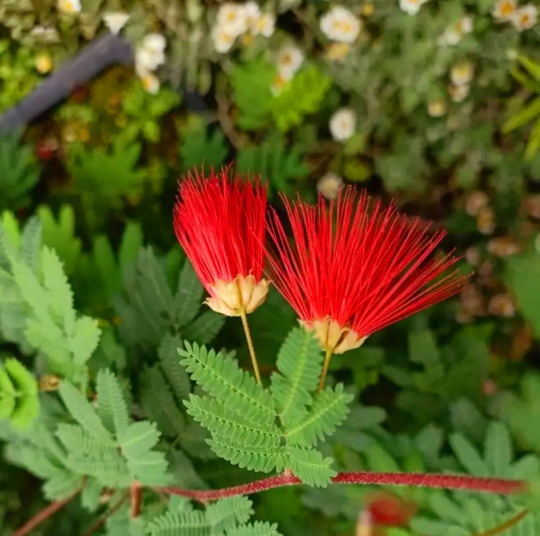 100 Mimosa Silk Tree Seeds Albizia Julibrissin Persian Silk Tree Red Blooms